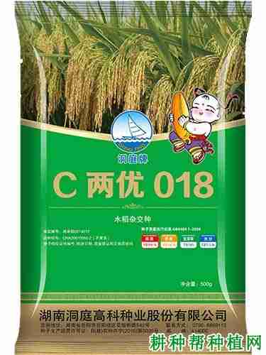 c两优0861稻种产量怎么样(c两优198水稻产量如何)